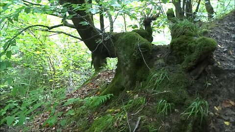 Most beautiful places in nature in Dagestan | Hiking in the forests mountains