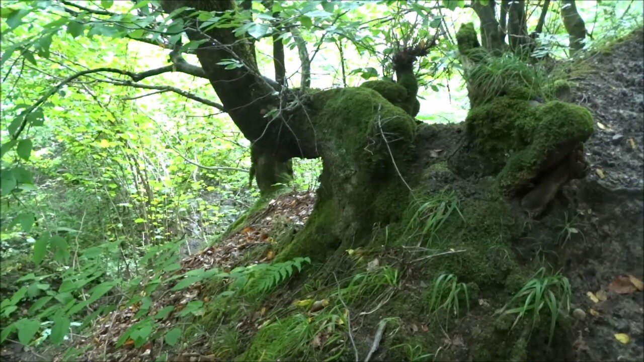Most beautiful places in nature in Dagestan | Hiking in the forests mountains