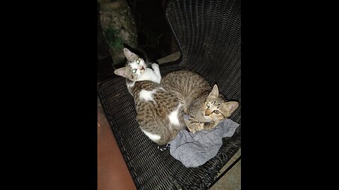 "2 Cats = Besties 😂… But the Third One Said ‘Nope!’ | Odd Cat Out Comedy"