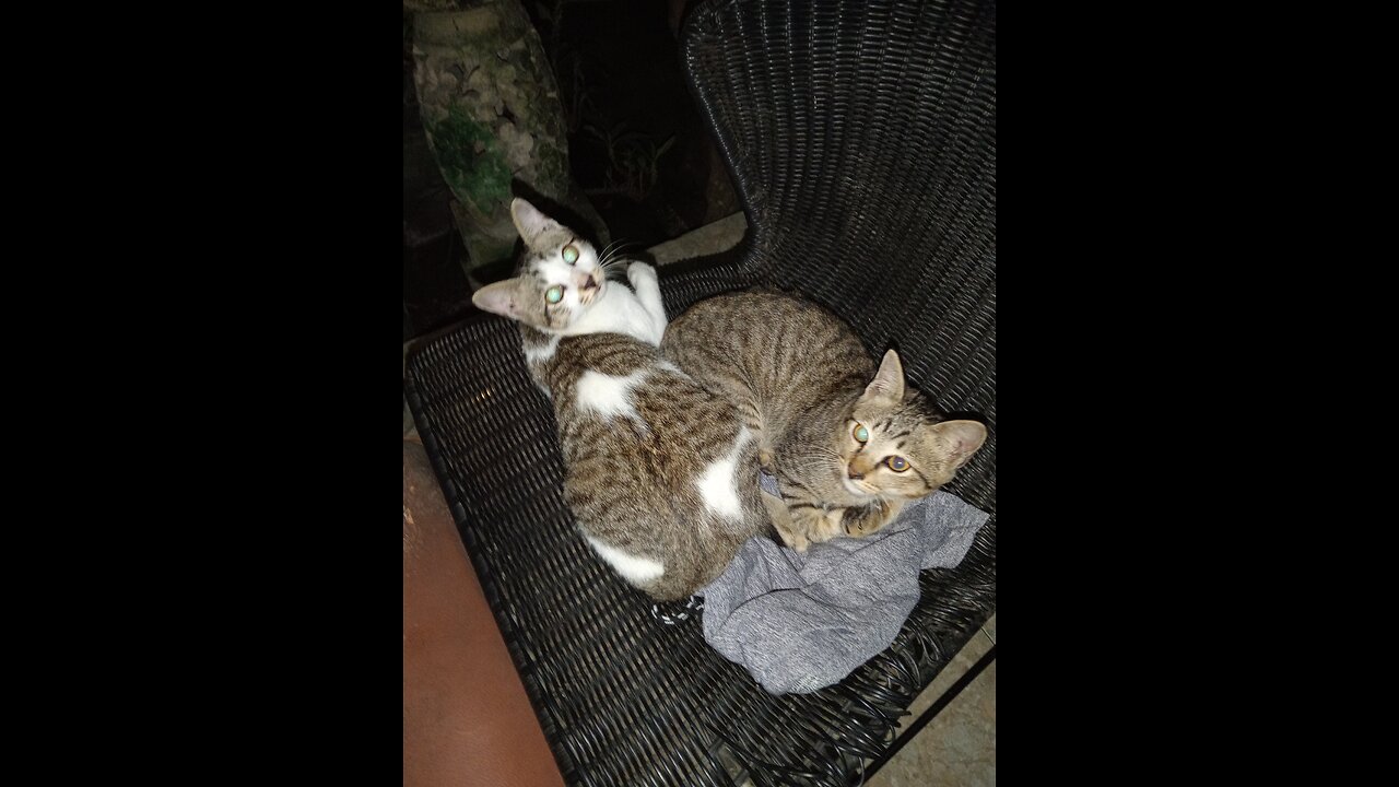 "2 Cats = Besties 😂… But the Third One Said ‘Nope!’ | Odd Cat Out Comedy"