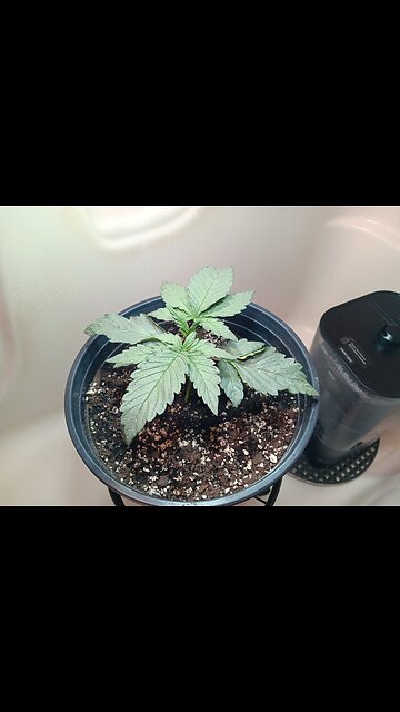 Fruity pebbles week 2 day 4