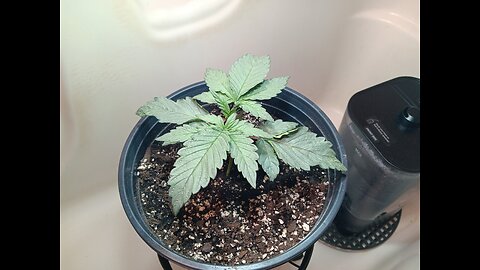 Fruity pebbles week 2 day 4
