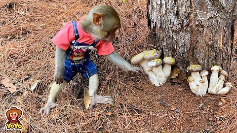 Monkey YiYi mistakenly picked poisonous mushrooms while camping with grandpa
