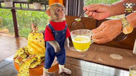 Monkey baby YiYi harvests pineapples and asked grandpa to make juice