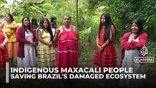 Brazil's Atlantic Forest: Indigenous Maxacali people lead restoration effort