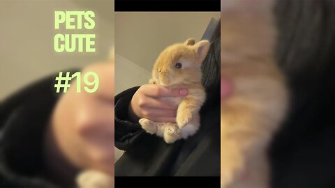 10 Cutest Puppy Moments That Will Melt Your Heart