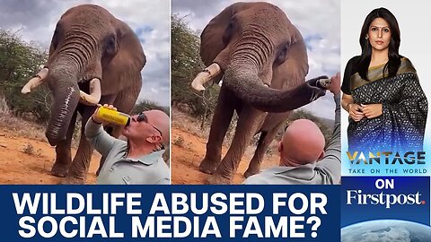 Tourist Pours Beer Down Elephant's Trunk, Sparks Outrage | Vantage with Palki Sharma | N18G