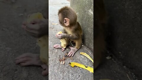 Cute baby monkey