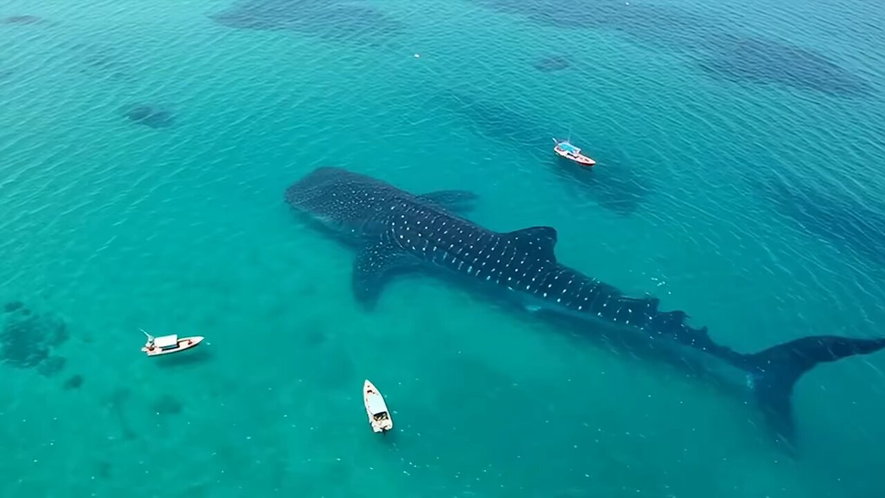 Watch this video. And make this video viral