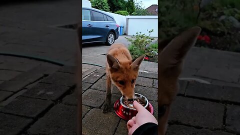 The guy saved the fox from the trap and they became best friends