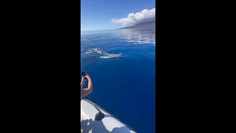 Epic Adventure in Sight Of The Whale and Calf