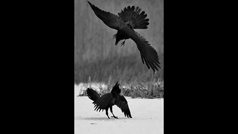 О соросятах, часть вторая Concerning the supporters of George Soros politics 23 10 2025