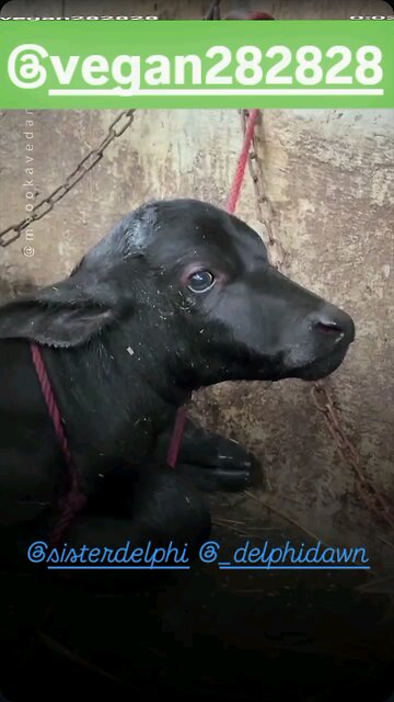 A Mother's Misery In Every Drop 💔😓🐮🥛🧀