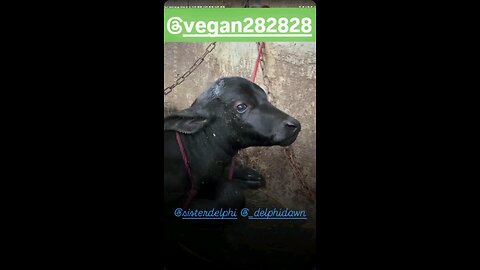 A Mother's Misery In Every Drop 💔😓🐮🥛🧀