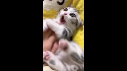 funny kitten