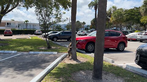 MOM RACCOON MOVED TO MIAMI