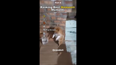 Animals Outsmarting Fences 😂🐕 | You’ll Watch This 10 Times!