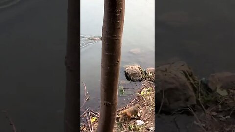 Baby monkeys swim in cold weather