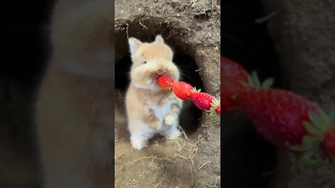 Cute little rabbit standing at the hole eating strawberries Cute Project Rabbit Pastoral Little