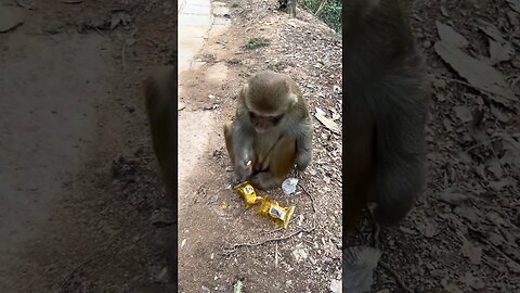 After eating, I packed the monkey away.