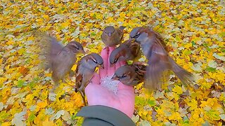 Hand Feeding House Sparrows Above Fallen Yellow Maple Leaves