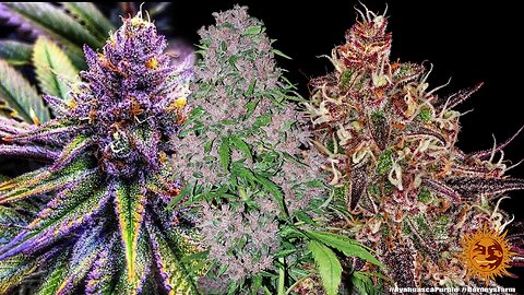 Purple cultivars