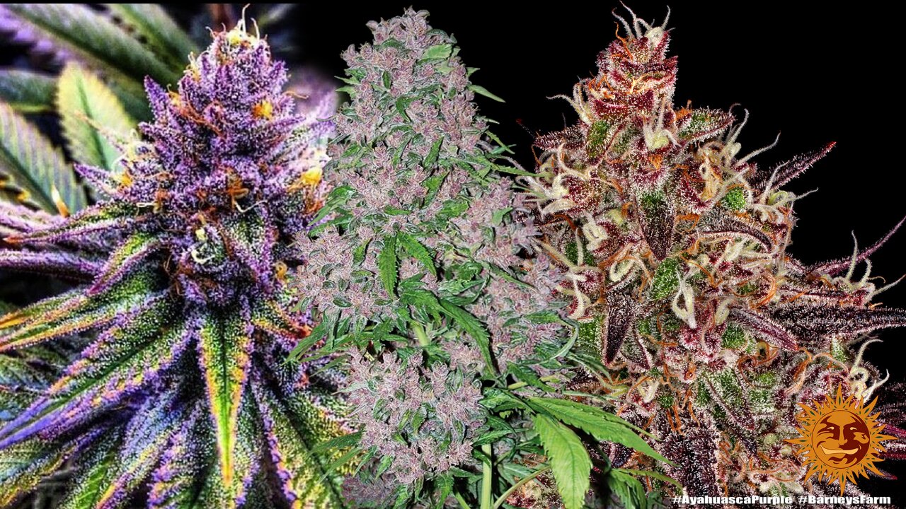 Purple cultivars