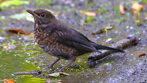 Flustered Juvenile Blackbird Playing at the Puddle