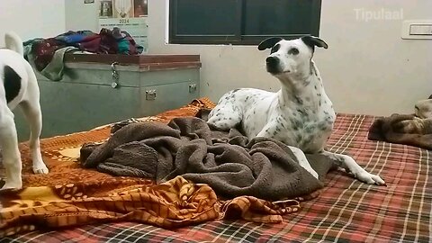 Paws & Playtime: Adorable Dogs Get Their Play On!