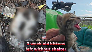 ONLY ONE TINY KITTEN SURVIVED and avoided the heat. #kittens #rescue