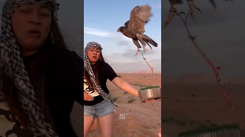 Funny Animals Compilation #animals #pets #funnyanimals #shorts