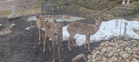 Deer come up very close to the house