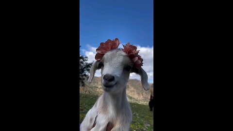 The sweet sound of goats bleating