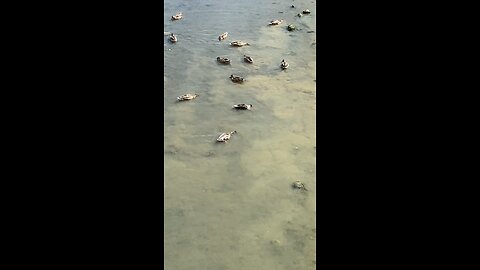 Mallard Ducks 🦆 #mallardducks #shorts #viral #trending #ducks #duck #followme