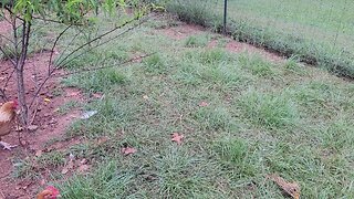 Protecting the chickens from a predator