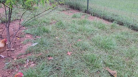 Protecting the chickens from a predator