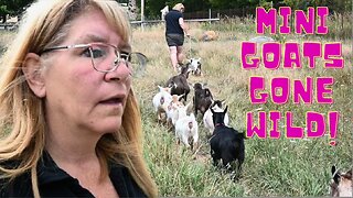 WHATEVER You DO, DON'T Buy GOATS!