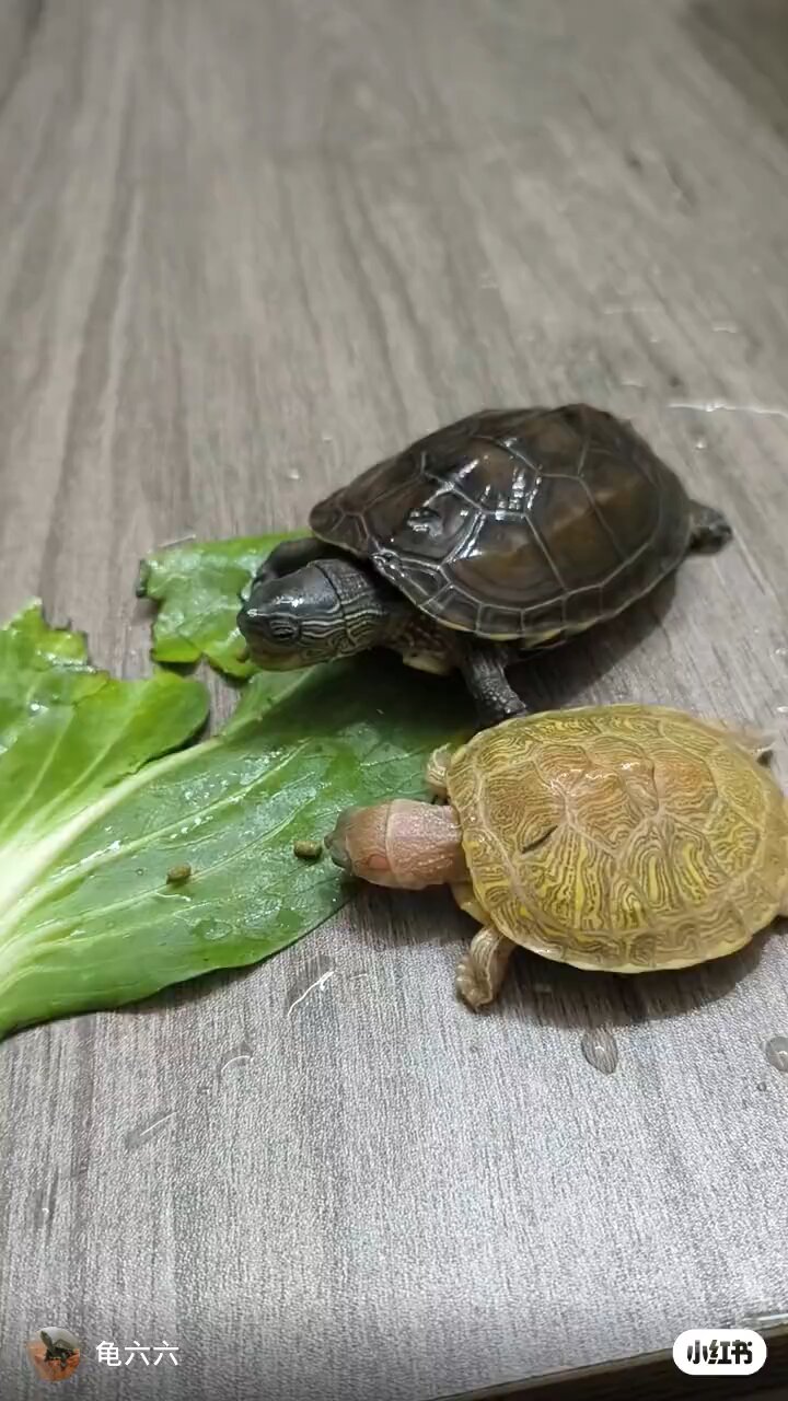 tortoise story