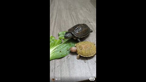 tortoise story