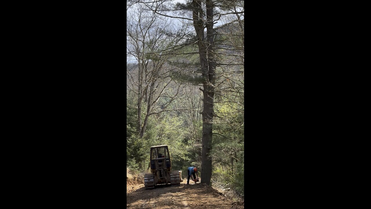 John fells another big white pine