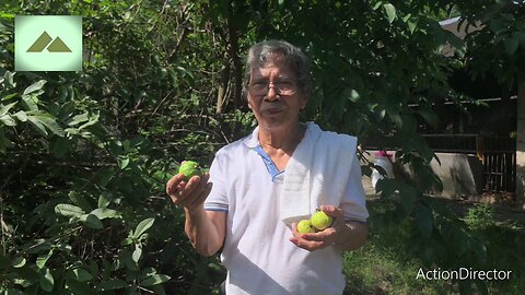 Guava
