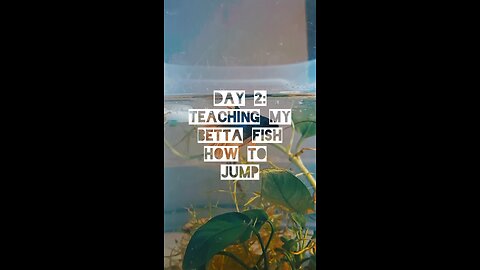 I Taught My Betta Fish How to Jump | Day 2 #bettafish