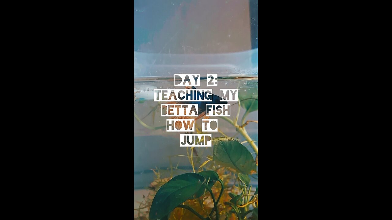 I Taught My Betta Fish How to Jump | Day 2 #bettafish