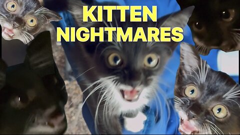 Kitten Nightmares