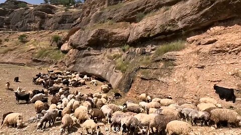 Nomadic families move to cooler climates with their herds"