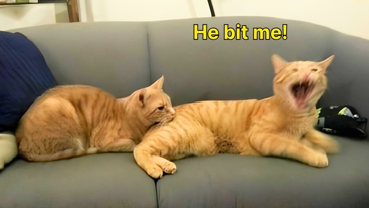 2025βs Funniest Dogs & Cats π You Wonβt Stop Laughing! | You Laugh You lose ππΈπΉ #Ep34