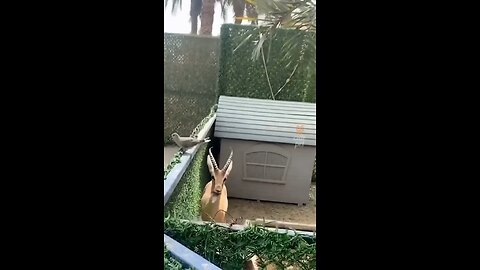 Funniest animals and pets