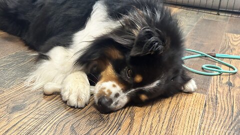 Pet of the Week: Zephyr at Lee County Animal Control