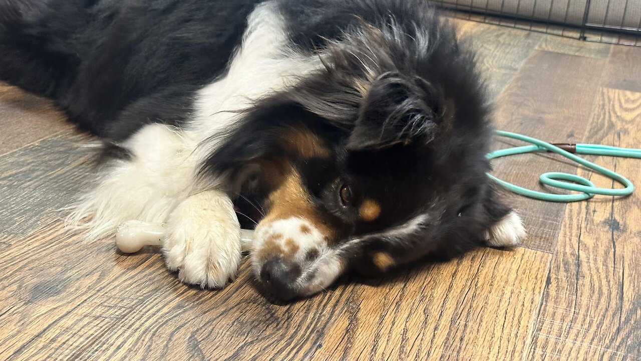 Pet of the Week: Zephyr at Lee County Animal Control