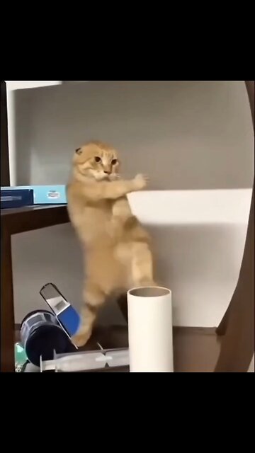 Kung Fu Cat 🐈